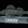 Zander-statue-18.png fish zander / pikeperch / Sander lucioperca statue detailed texture for 3d printing