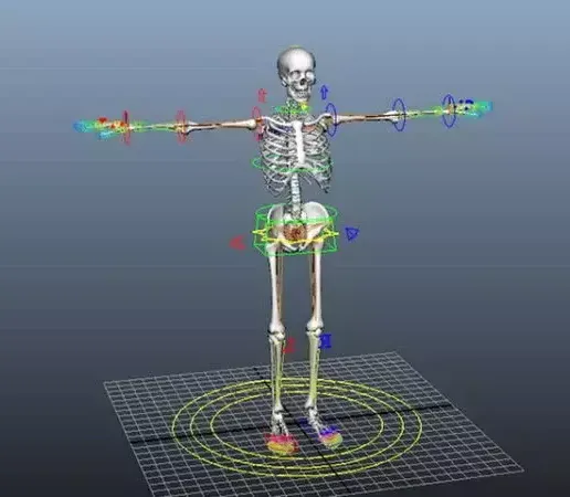 8.webp Human anatomy collection, realistic in 3d, all parts of the body in 3d in 360 degrees, in 3d