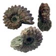 ammonite4-1.jpg Fichier 3D Ammonites・Plan pour imprimante 3D à télécharger, eman1030b