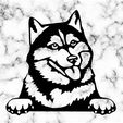 Sin-título.jpg siberian husky dog wall decoration wall mural picture pet dog deco wall house realistic Pet