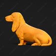 1114-Basset_Hound_Pose_05.jpg Basset Hound Dog 3D Print Model Pose 05