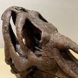 IMG_1003.jpg Edmontosaurus skull - Dinosaur