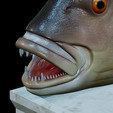 Dentex-mouth-statue-40.png fish Common dentex / dentex dentex open mouth statue detailed texture for 3d printing