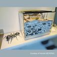 Yannick.jpg Archivo STL Hormiga realista・Diseño de impresora 3D para descargar