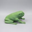 Green-Tree-Frog-HD-side.jpg Green tree frog HD