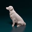 rs-006.jpg Golden Retriever