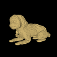 model-1.png Dog - Poodle - Dog laying - Cute dog - Puppy - Puppies - Pup