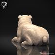 Bulldog-Pose-09-Dog-3D-Print-5s.jpeg Bulldog Dog 3D Print Model Pose 09