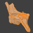 15.png 3D Model Ear Cross Section