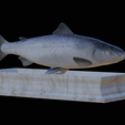Salmon-statue-9.png Atlantic salmon / salmo salar / losos obecný fish statue detailed texture for 3d printing
