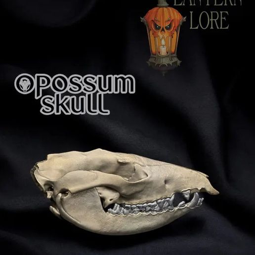 Photoroom_20241207_222403.jpg Opossum Skull