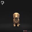 Dachshund-Miniature-Smooth-Haired-Pose-04-Dog-3D-Print-10s.jpeg Dachshund Miniature Smooth Haired Pose 04