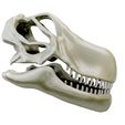 02.jpg Argentinosaurus skull