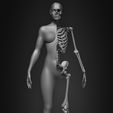 Female-Human-Skeleton-3D-Model-sculpted-by-Yacine-BRINIS-011.jpg Highly Detailed Human Skeleton (Female)