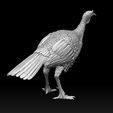 86786786.jpg bird Turkey
