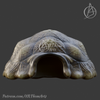 Untitled19_20250617150644.png Tortoise Shell Hide