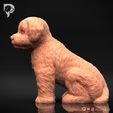 Bichon-Frise-Pose-05-Dog-3D-Print-8s.jpeg Bichon Frise Dog 3D Print Model Pose 05
