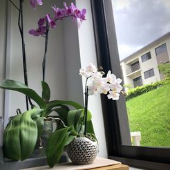 IMG_5251.jpg Orchid planter