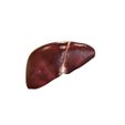 Liver.jpg Internal organ set