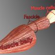 muscle-cross-section-3d-model-blend-2.jpg Muscle cross section 3D model