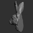 9.jpg Hare head
