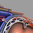 brain_with_meninges_scalp_detailed_labelled_3d_3d_model_c4d_max_obj_fbx_ma_lwo_3ds_3dm_stl_4477724_o.jpg Brain with meninges scalp detailed labelled 3D