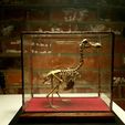49balqv248t71.jpg Dodo Skeleton (Accurate and High Detail)