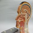 Head-4.jpg Anatomy of the human head (Sagittal view)