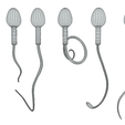 Wire-3.png Sperm Morphology: Normal and Abnormal