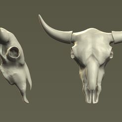 cow-skull.jpg cow skull