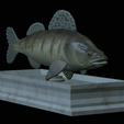 Zander-statue-10.png fish zander / pikeperch / Sander lucioperca statue detailed texture for 3d printing