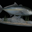 Greater-Amberjack-statue-1-7.png fish greater amberjack / Seriola dumerili statue underwater detailed texture for 3d printing