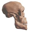 8.jpg Human Evolution: exclusive pack of 5 skulls