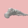 7.png SKELETON OF THE LEFT FOOT 3d SEGMENTED MODEL