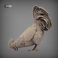 rooster-eats2.jpg El gallo come