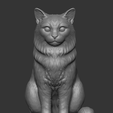 gato-40.png Realistic Mongrel Cat