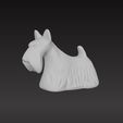 2.1.jpg Scottish terrier