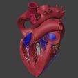 6.jpg 3D Model of Heart Interior Anatomy