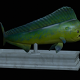 mahi-mahi-mouth-statue-11.png fish mahi mahi / common dolphin fish open mouth statue detailed texture for 3d printing