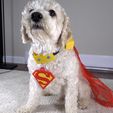 Tucker-Modeling.jpg Krypto the Superdog Collar