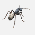 ant4.png ANT PRINT-IN-PLACE