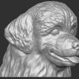 5.jpg Puppy of Bernese Mountain Dog head for 3D printing