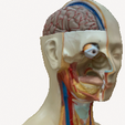 Screenshot.png Anatomical Body (Spine)