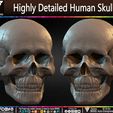 Highly-Detailed-Human-Skull-sculpted-by-Yacine-BRINIS-026.jpg Highly Detailed Human Skull