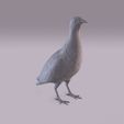 Partridge_0012.jpg Perdiz
