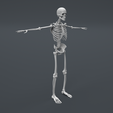 Skeleton-4.png Human Skeleton Structure ( Educational Prints )