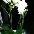 d91f6d25d2dc64b715e59e4e38fdb92e_display_large.jpg Orchidea Vase