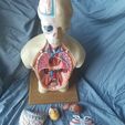 20190623_170721.jpg Modèle de torse d'anatomie humaine