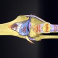 file-4.jpg Knee joint cut open detail labelled 3D model