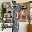 4342312981.jpg Giraffe - 3D print model